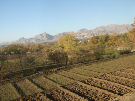 laghman penché